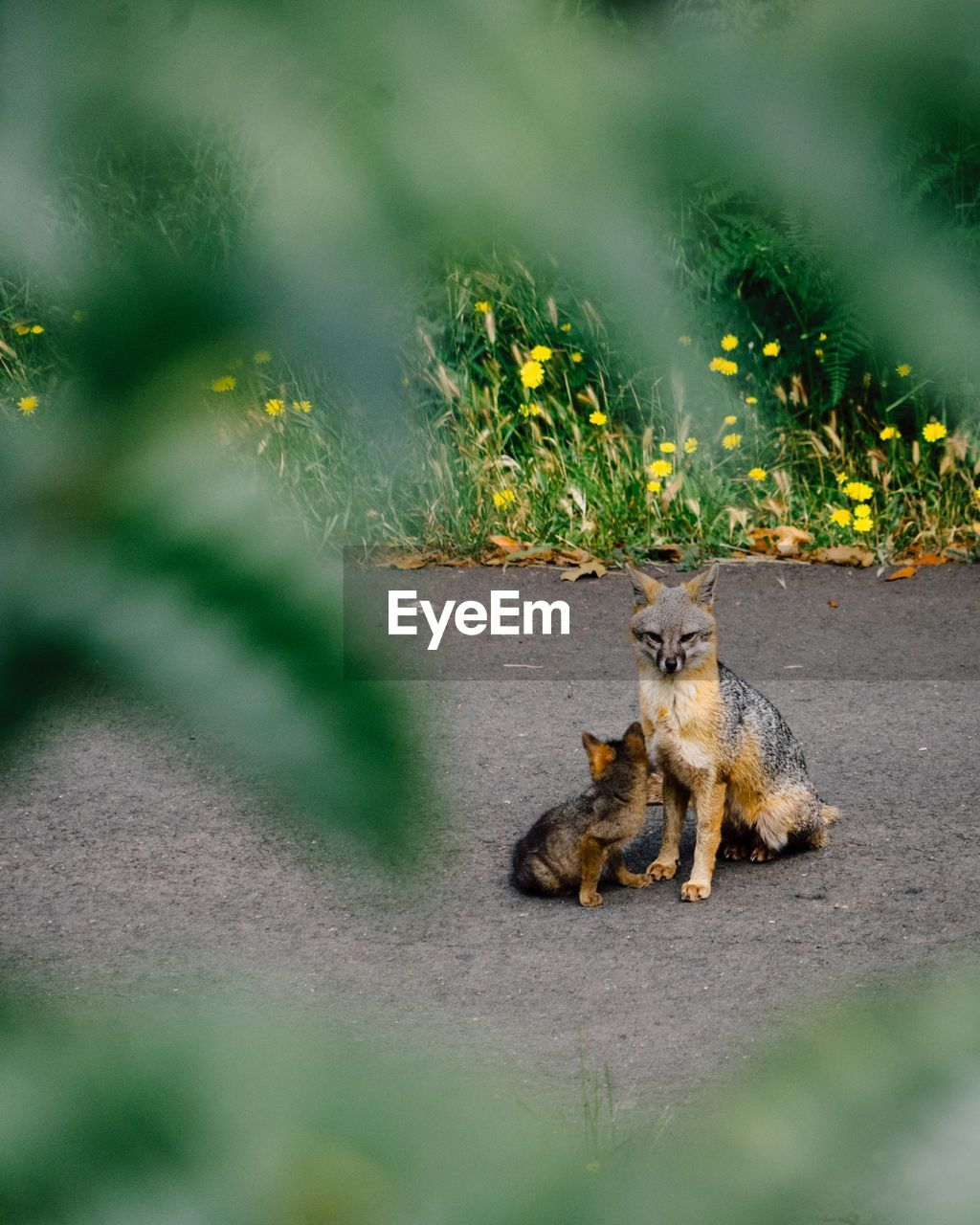 Fox lying on ground