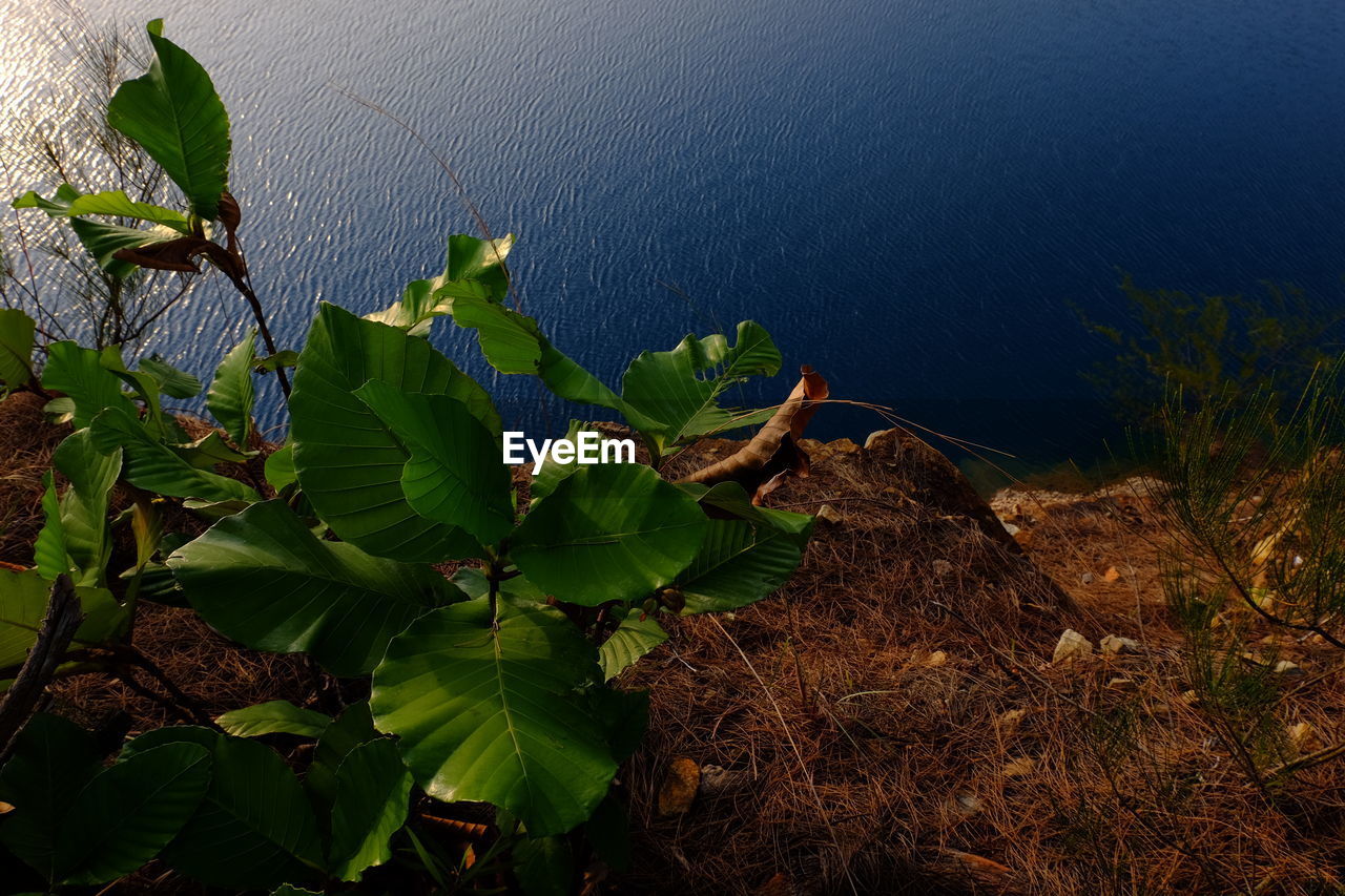 HIGH ANGLE VIEW OF PLANT