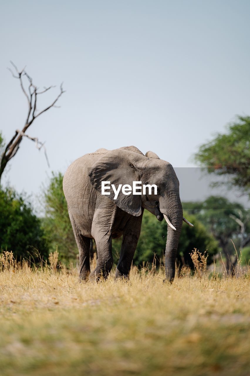 Elephants on field against clear sky