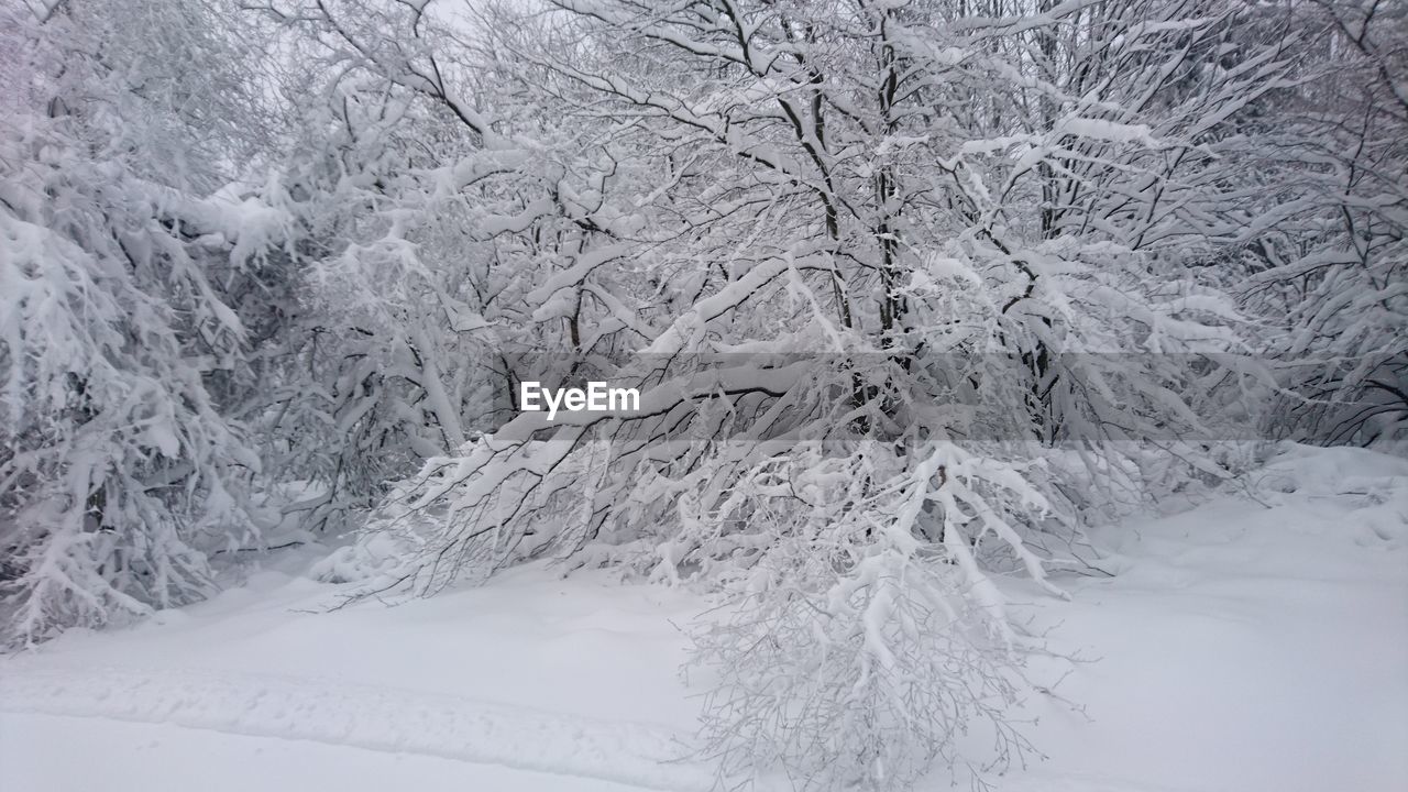 SNOW COVERED TREES ON LANDSCAPE