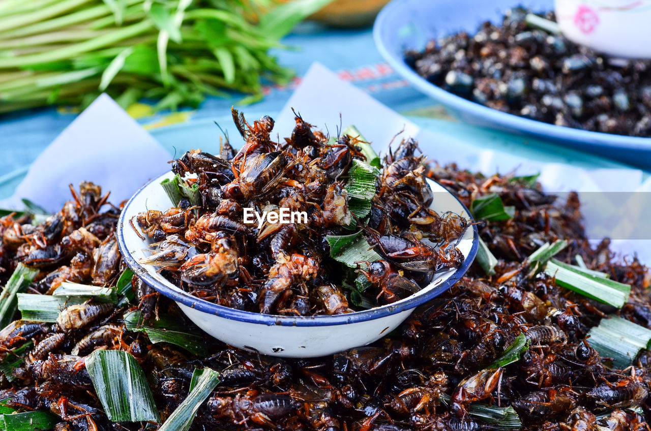 HIGH ANGLE VIEW OF INSECTS ON TABLE