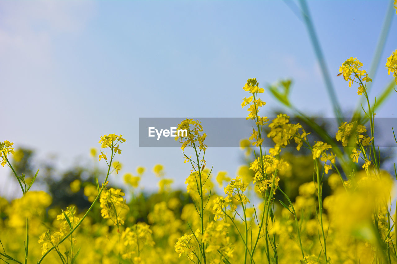 Scenic view of oilseed rape field against sky