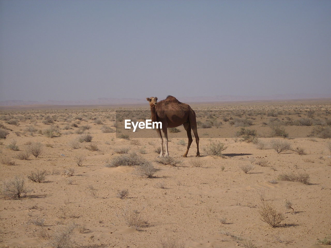 Side view of camel standing on sand in desert against clear sky