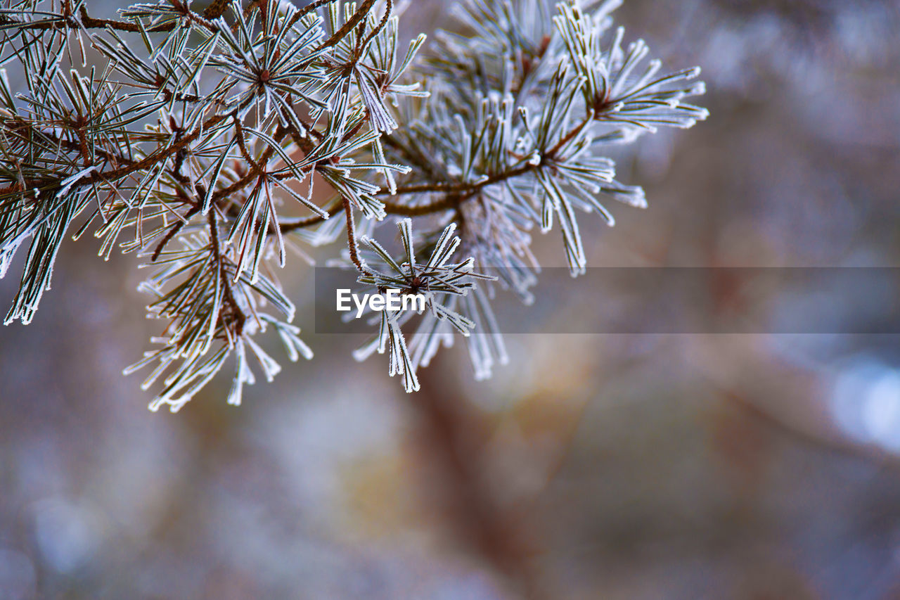 Close-up of frozen plant