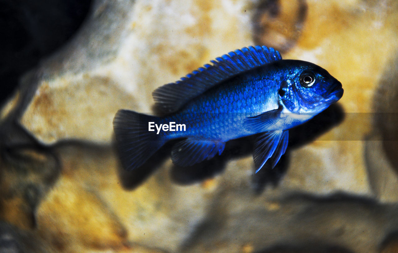 Close-up of fish swimming in water