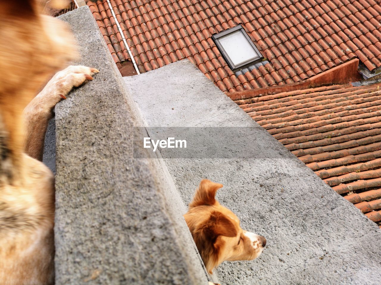 High angle view of a dog on a house