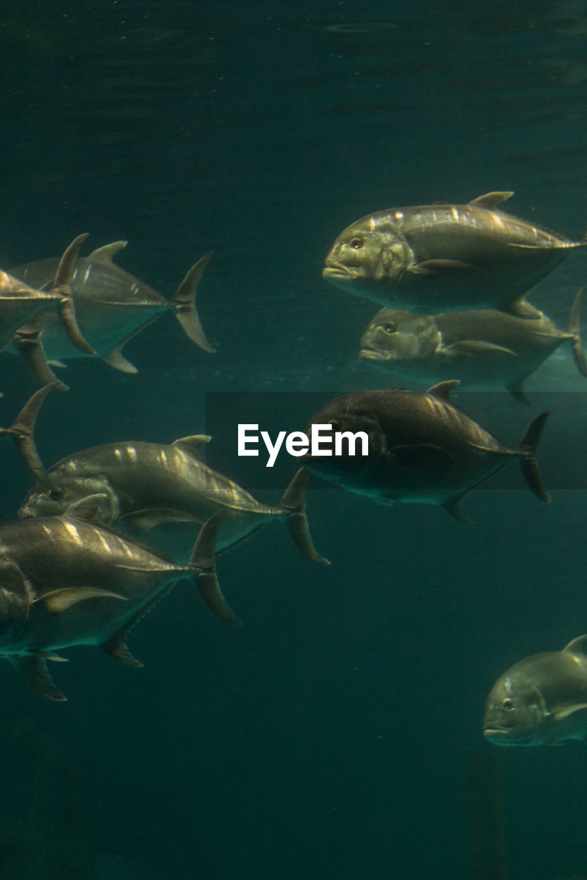 Close-up of fish swimming in aquarium