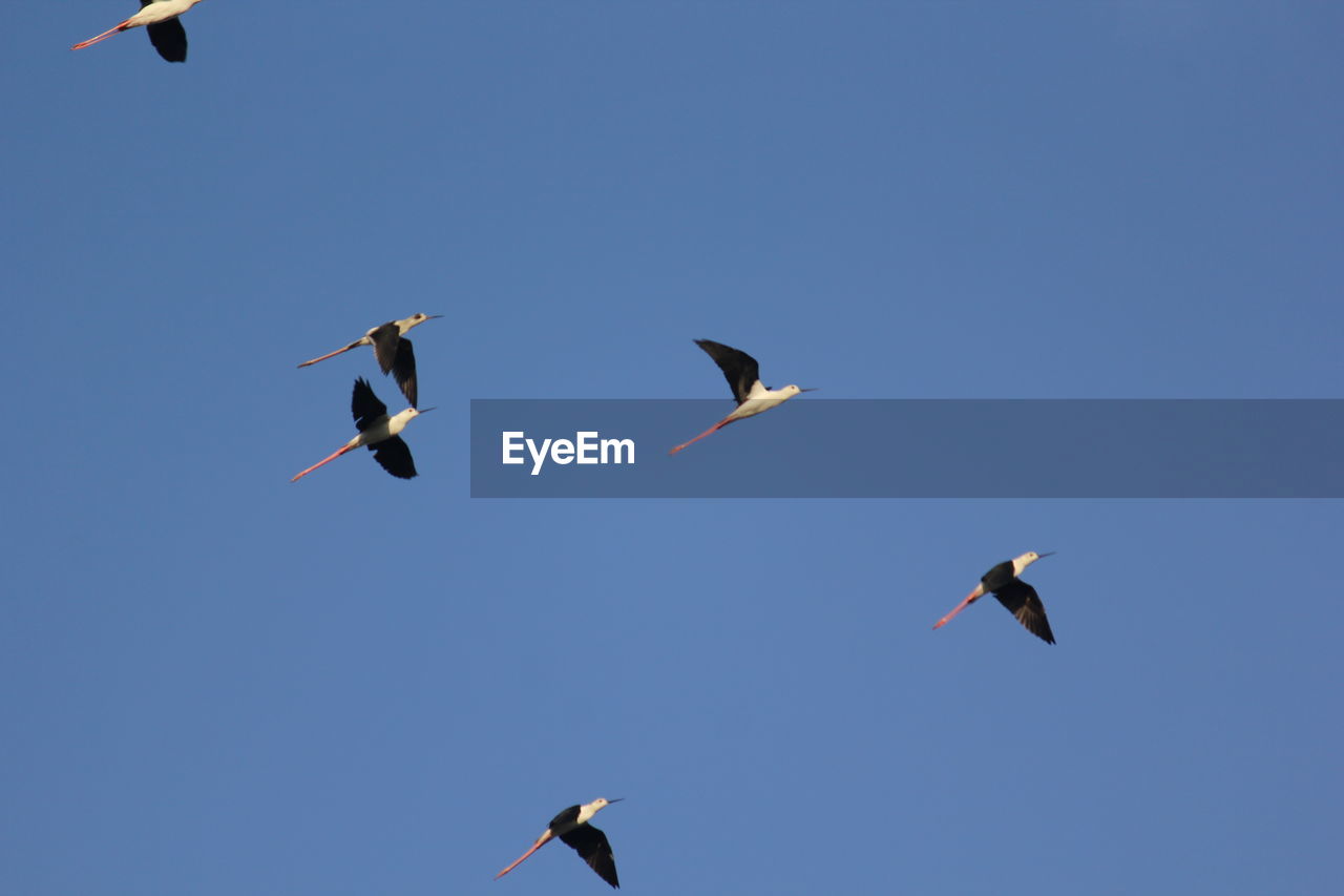 LOW ANGLE VIEW OF SEAGULLS FLYING AGAINST CLEAR SKY