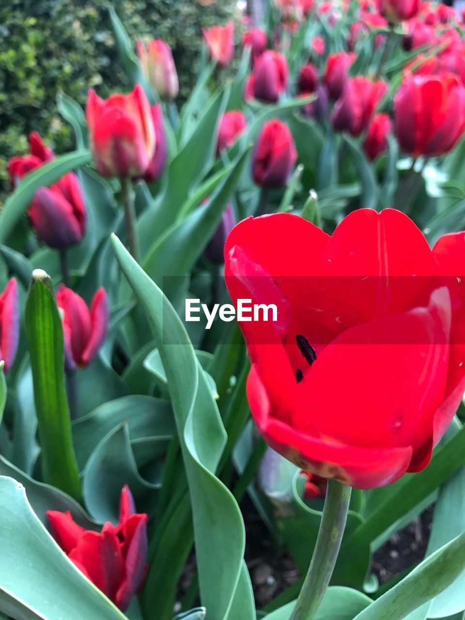CLOSE-UP OF RED TULIP