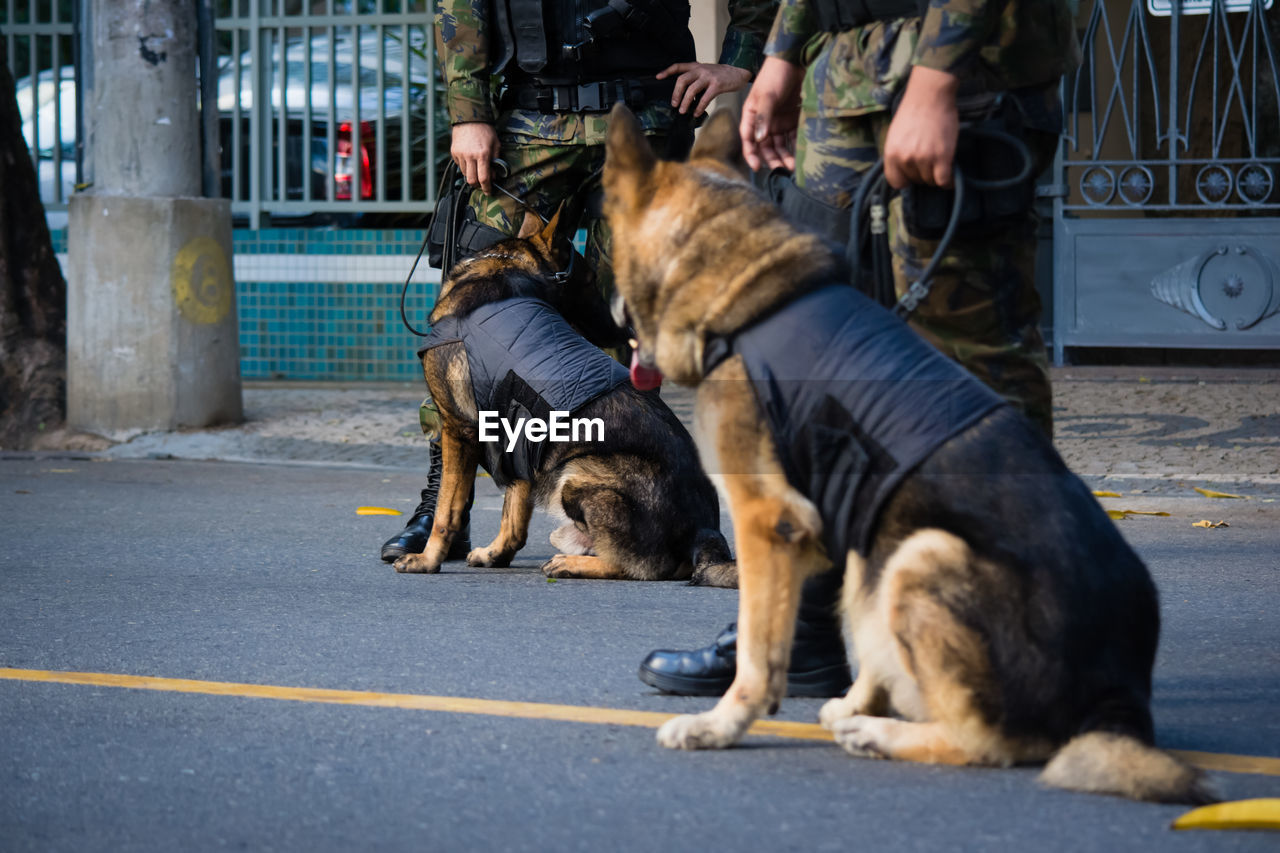 Dogs of the armed forces during military parade in celebration of brazil independence