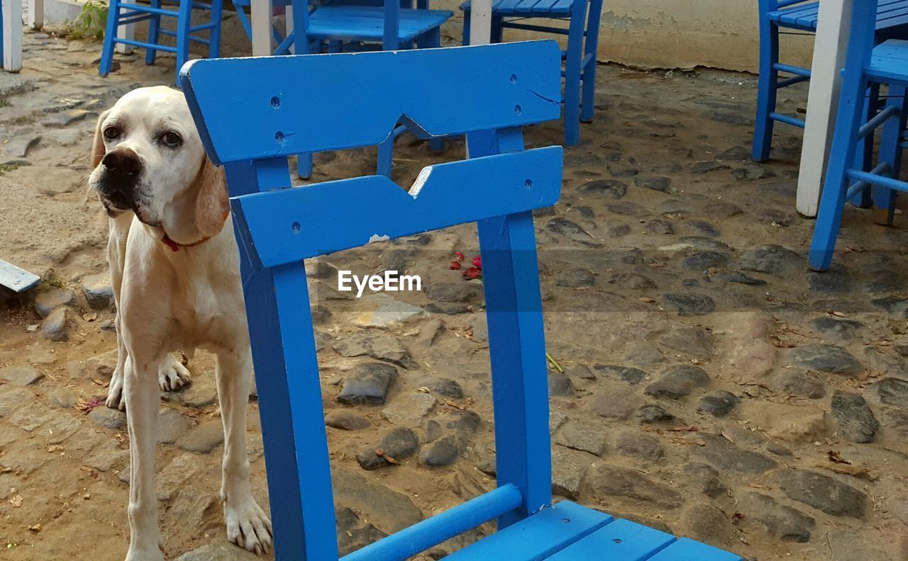 CLOSE-UP OF DOG AT BEACH