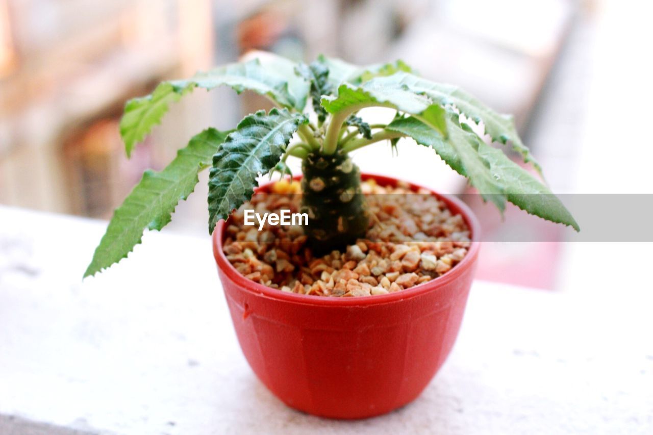 Close-up of potted plant on retaining wall