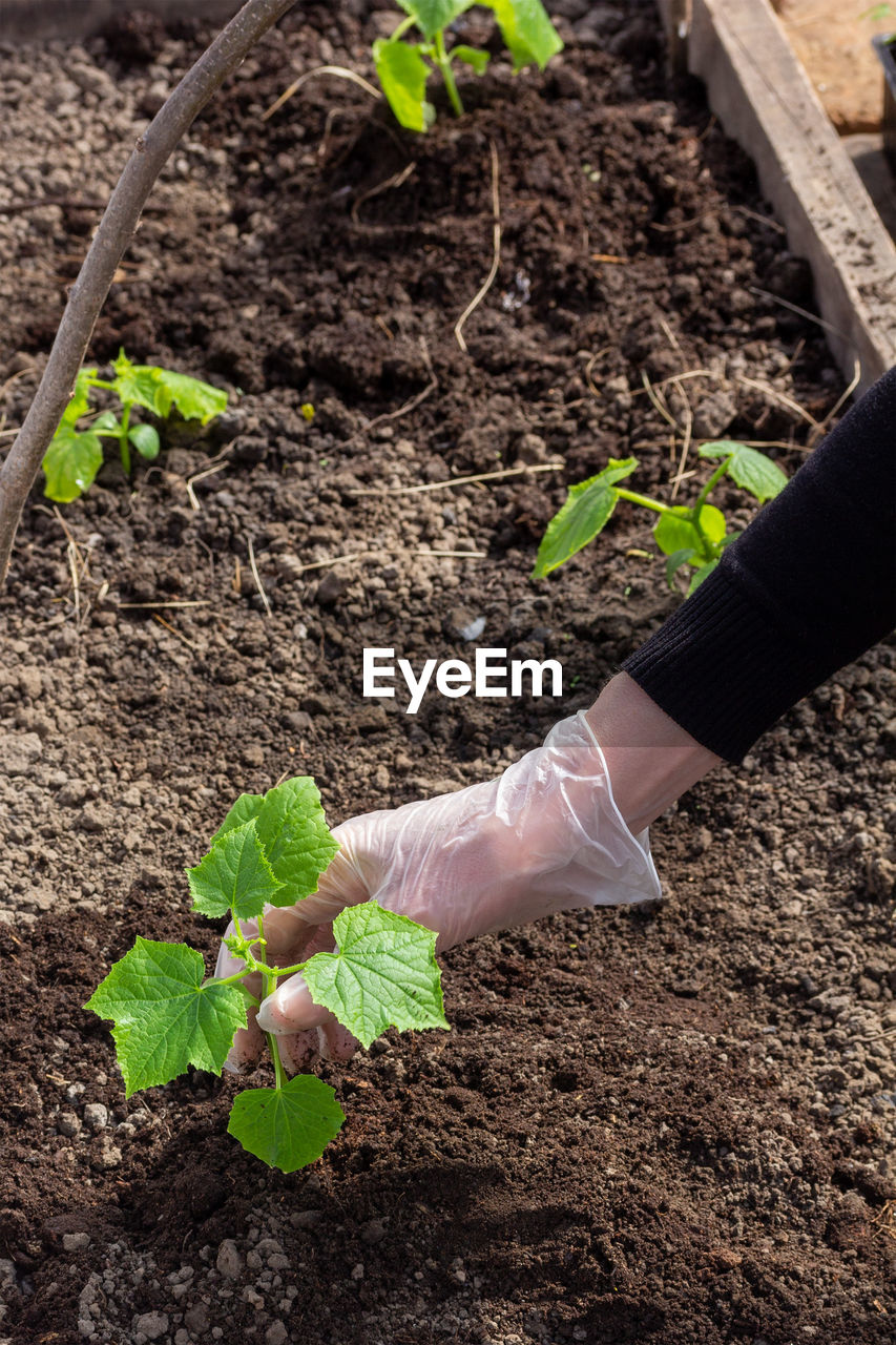 A woman's hand in a glove plants cucumber seedlings in the soil in a greenhouse on a spring day