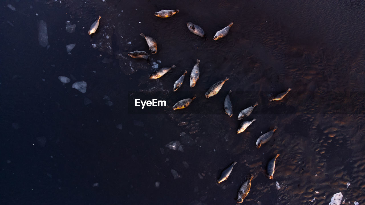 Sea lions, animal in natural environment. iceland wildlife. fur seals on black sand beach.