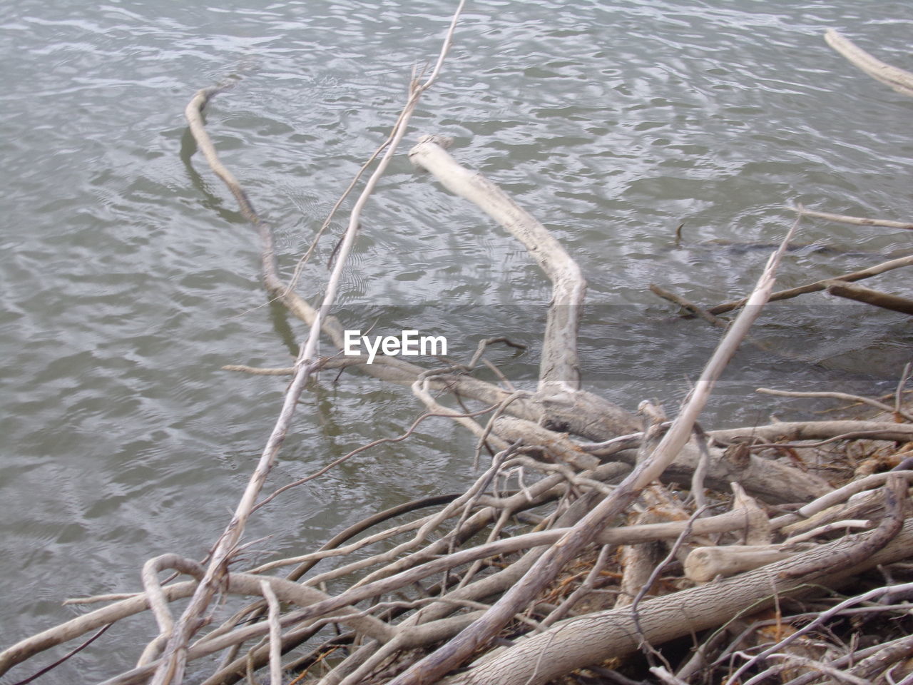 DEAD TREE IN SEA