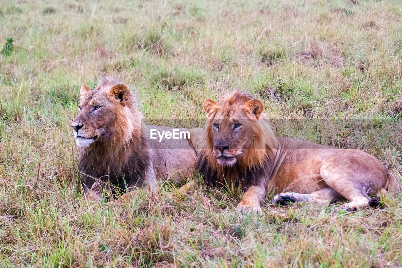 Two male lions lay in the grass in the maasai mara, kenya