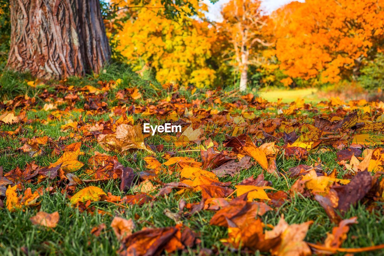 Autumn leaves on a tree