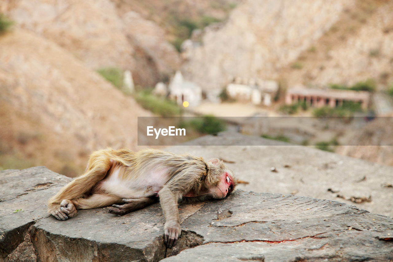 Monkey sleeping on rocky old wall in jeipur 