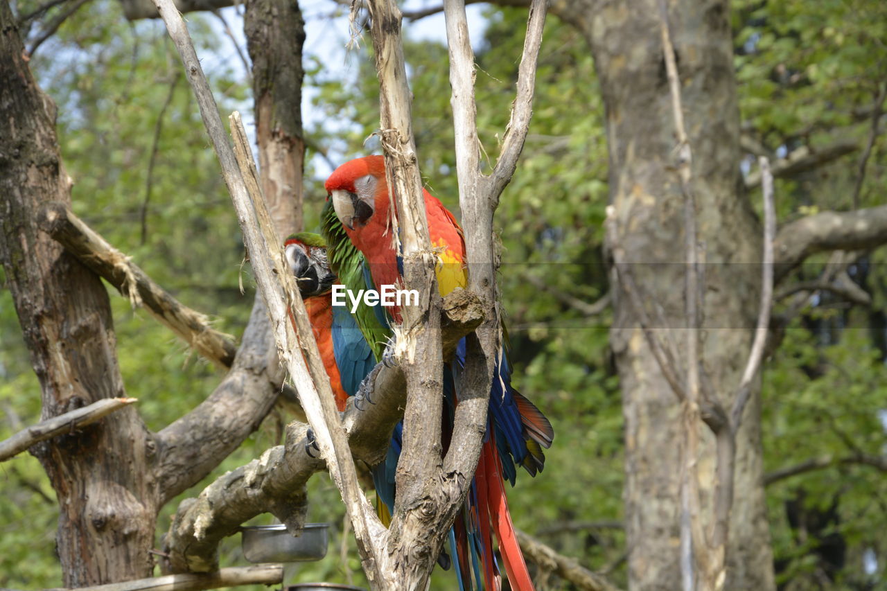 VIEW OF PARROT PERCHING ON TREE