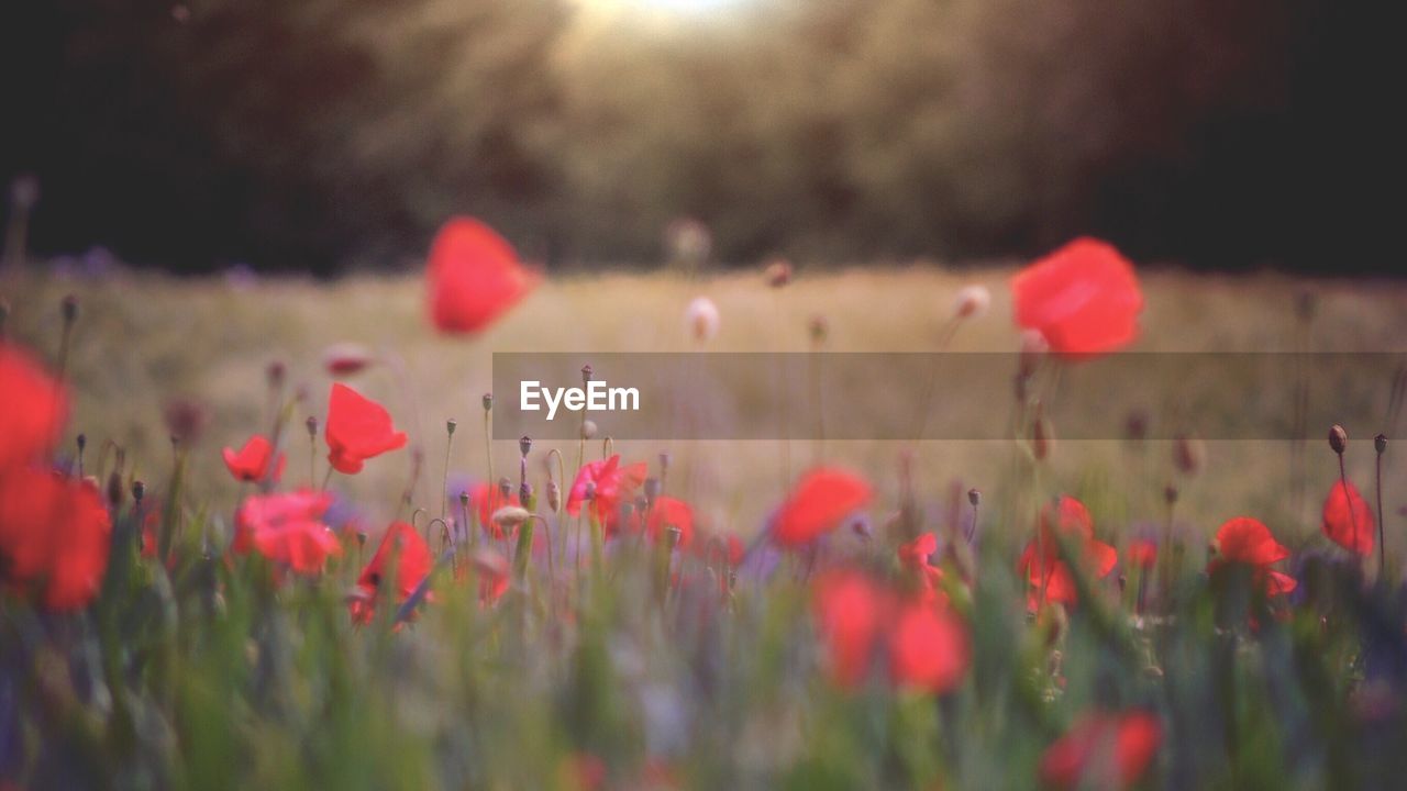 Close-up of red poppy flowers on field