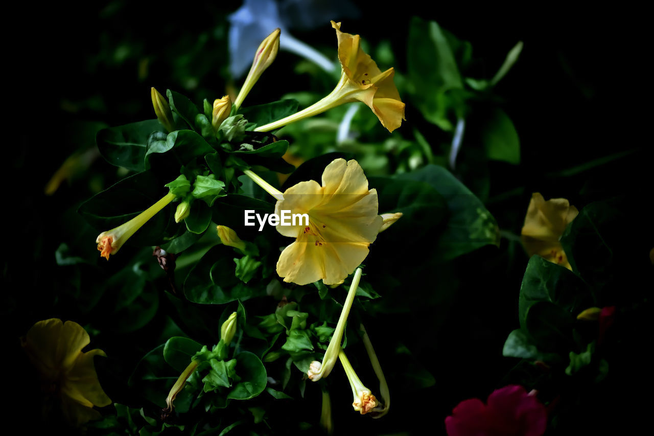 flower, flowering plant, plant, yellow, beauty in nature, freshness, green, nature, petal, close-up, macro photography, plant part, flower head, leaf, fragility, inflorescence, growth, no people, blossom, outdoors, black background, botany, night, focus on foreground