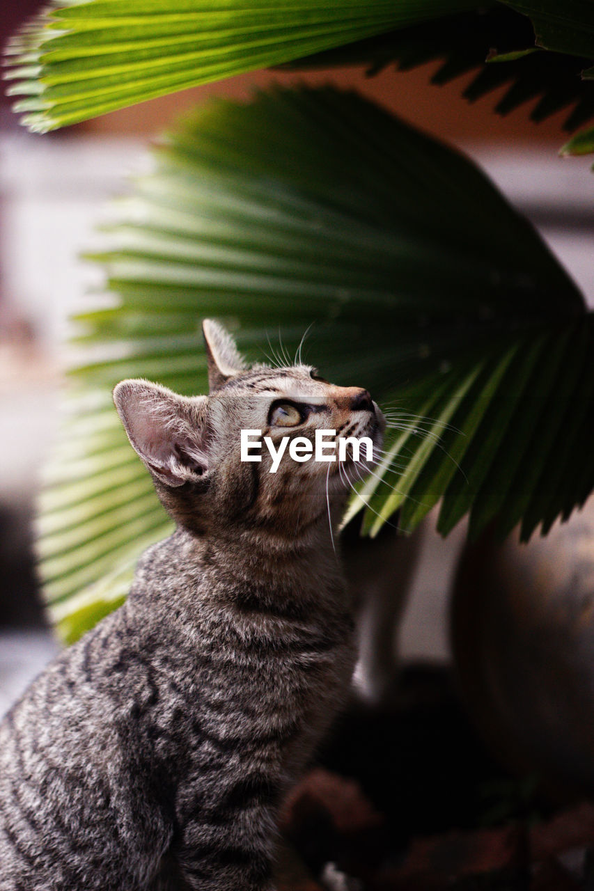 Close-up of a cat looking up