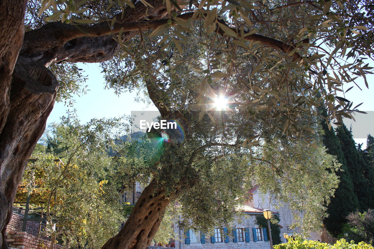 LOW ANGLE VIEW OF TREES