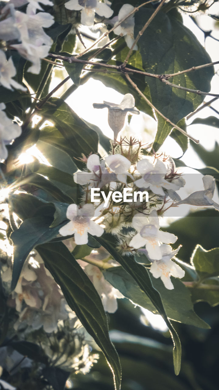 Close-up of white flowering plant