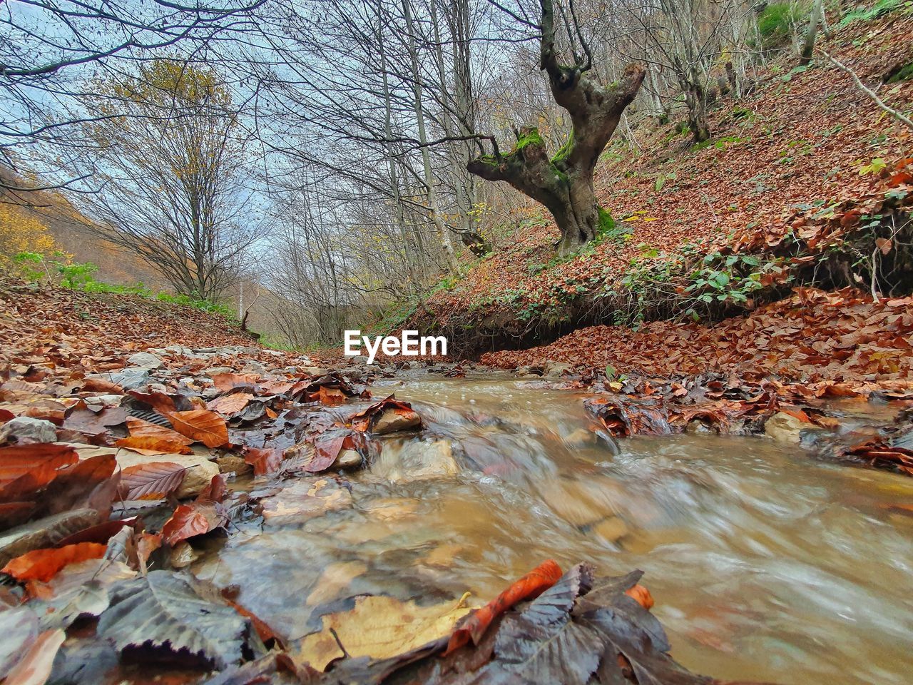 Plants growing in river during autumn