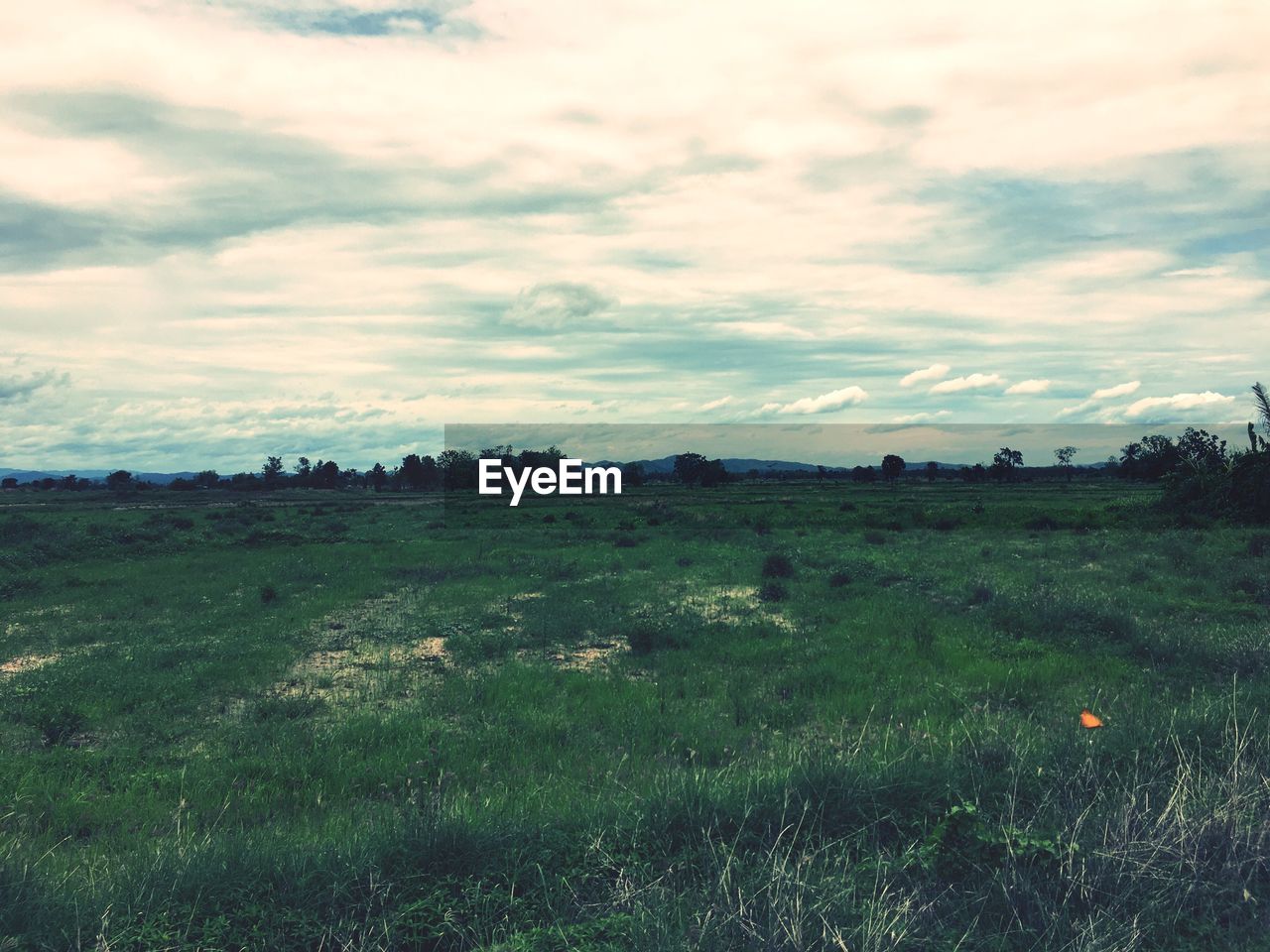 SCENIC VIEW OF GRASSY LANDSCAPE AGAINST CLOUDY SKY