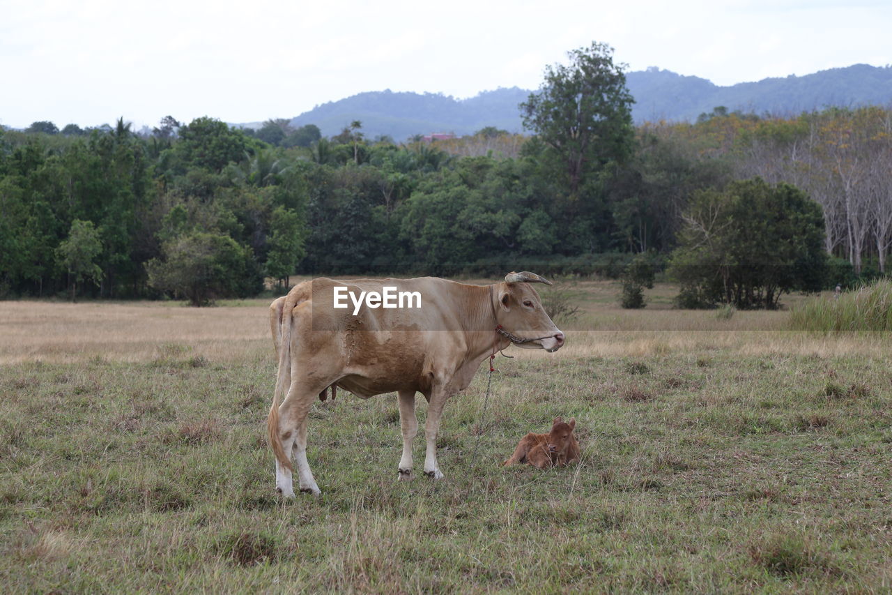 mammal, animal, pasture, animal themes, domestic animals, plant, grazing, cattle, livestock, grassland, meadow, field, grass, prairie, land, nature, landscape, rural area, pet, tree, cow, agriculture, farm, animal wildlife, dairy cow, environment, herd, domestic cattle, no people, sky, bull, natural environment, rural scene, ranch, ox, outdoors, brown, day, one animal, standing, plain, wildlife, mountain, side view