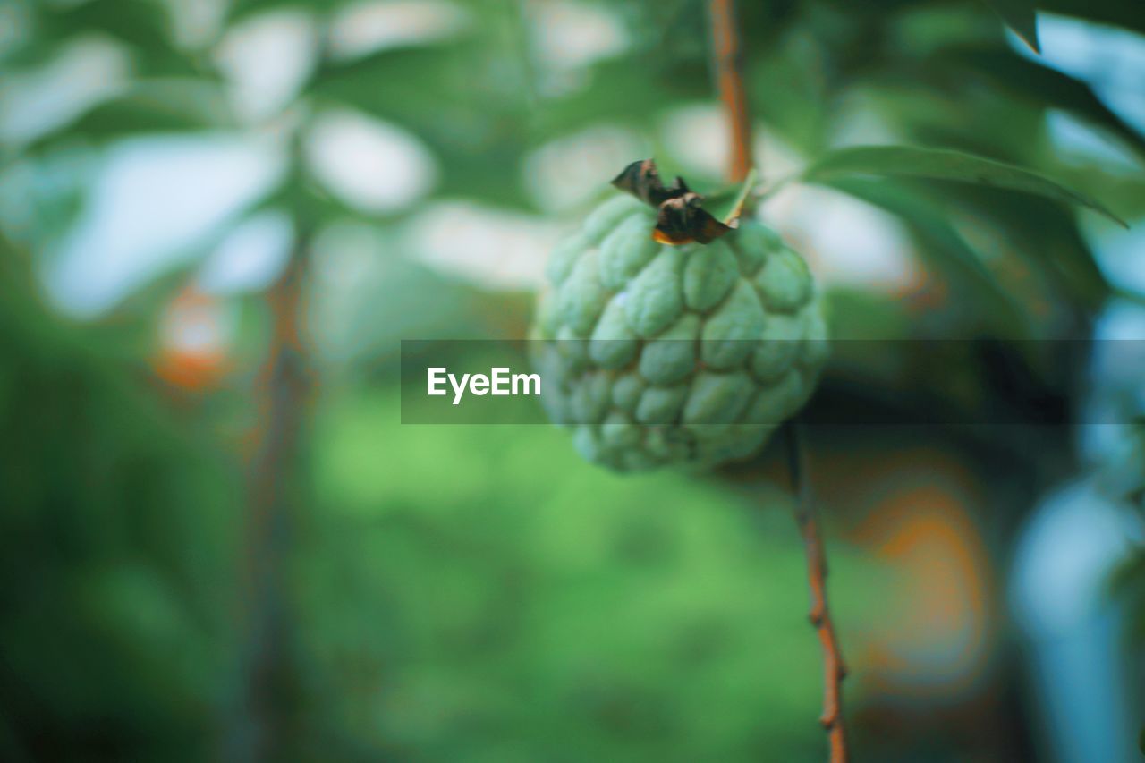 CLOSE-UP OF FRUITS ON TREE