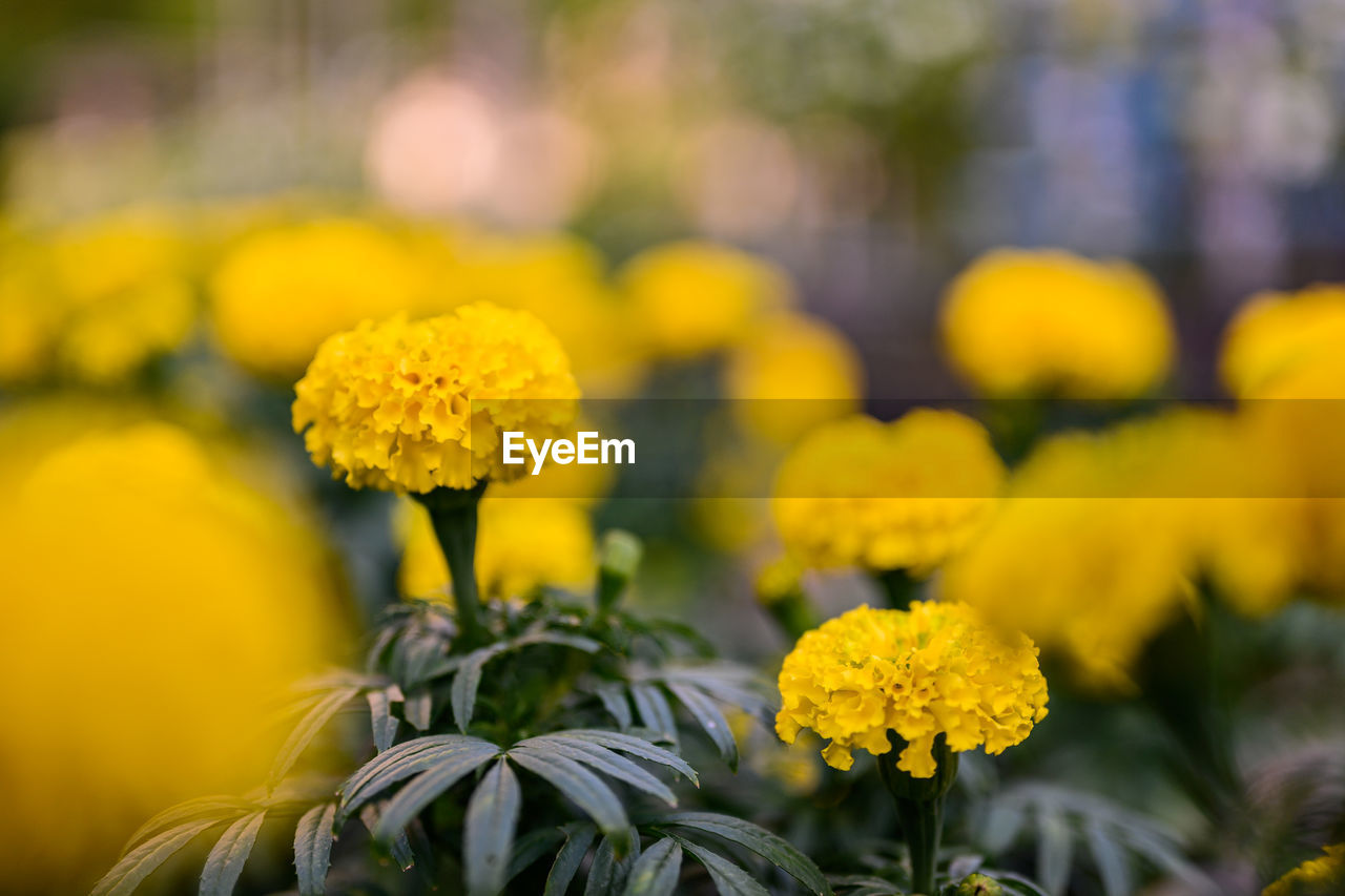 CLOSE-UP OF YELLOW FLOWER