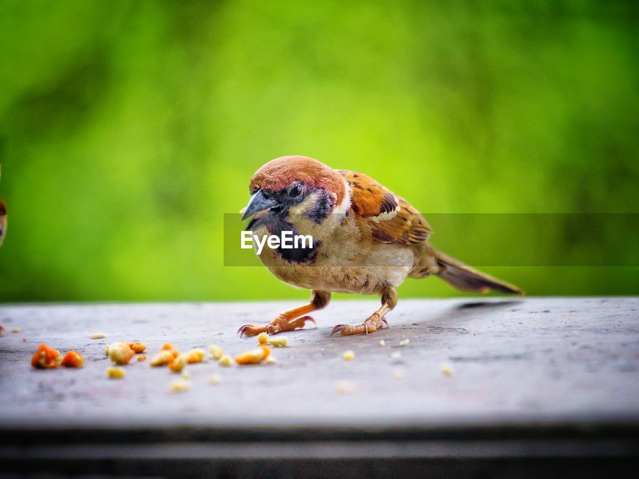 Close-up of sparrow perching on table