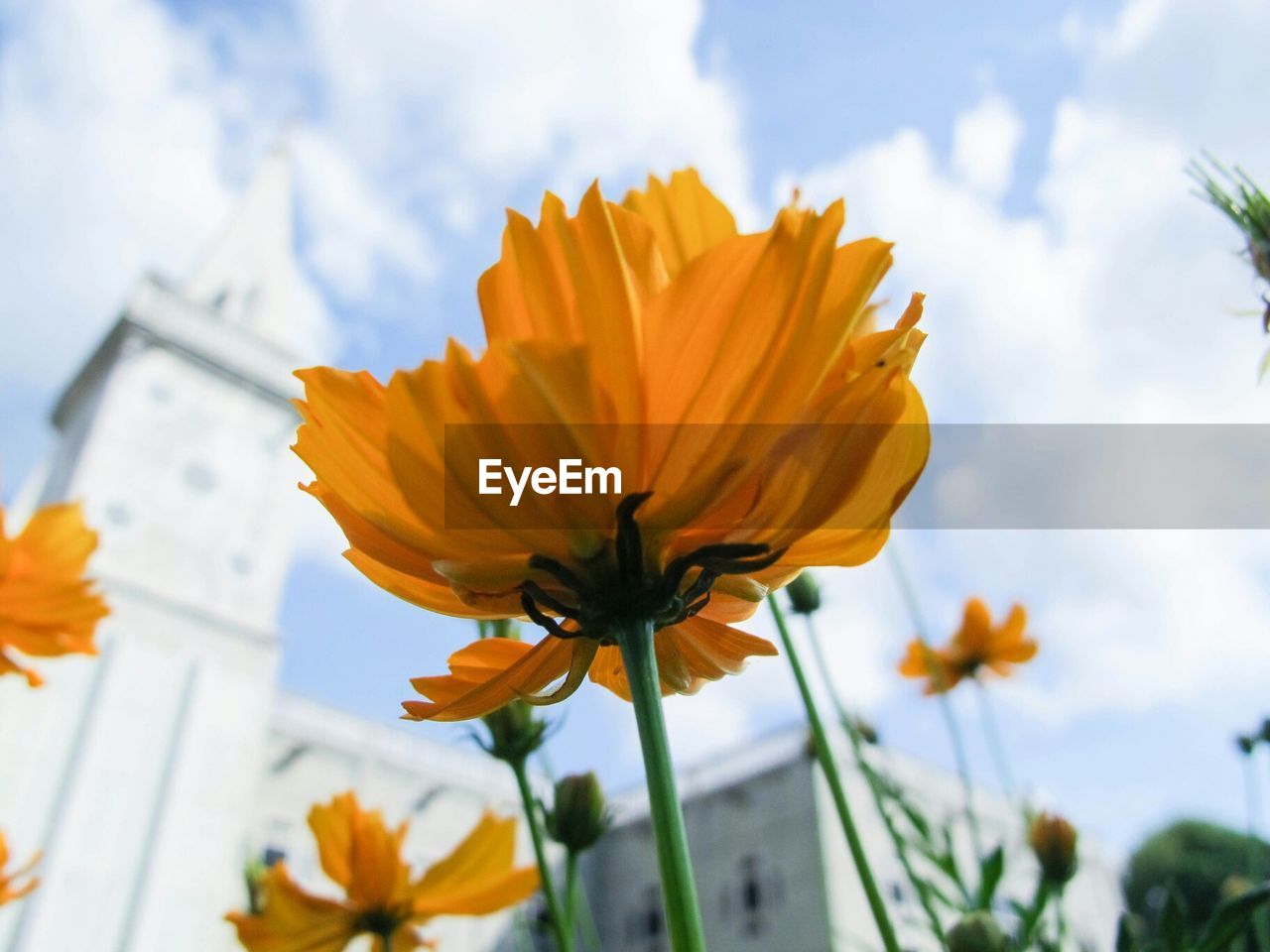 CLOSE-UP OF FRESH YELLOW FLOWER AGAINST SKY