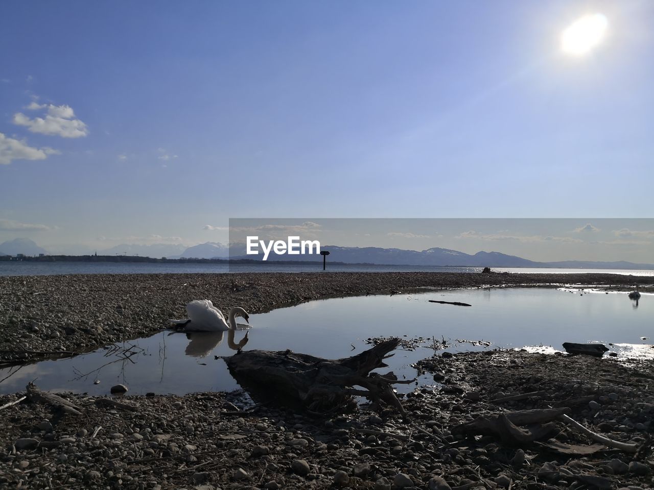 Scenic view of lake against sky with swan going into water