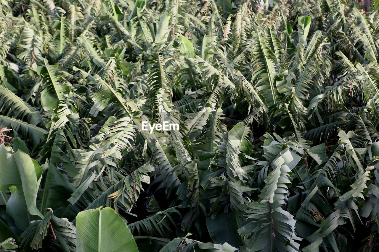 Full frame shot of crops growing on field