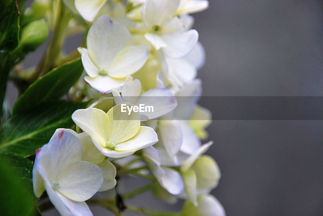 Close-up of white flowering plant