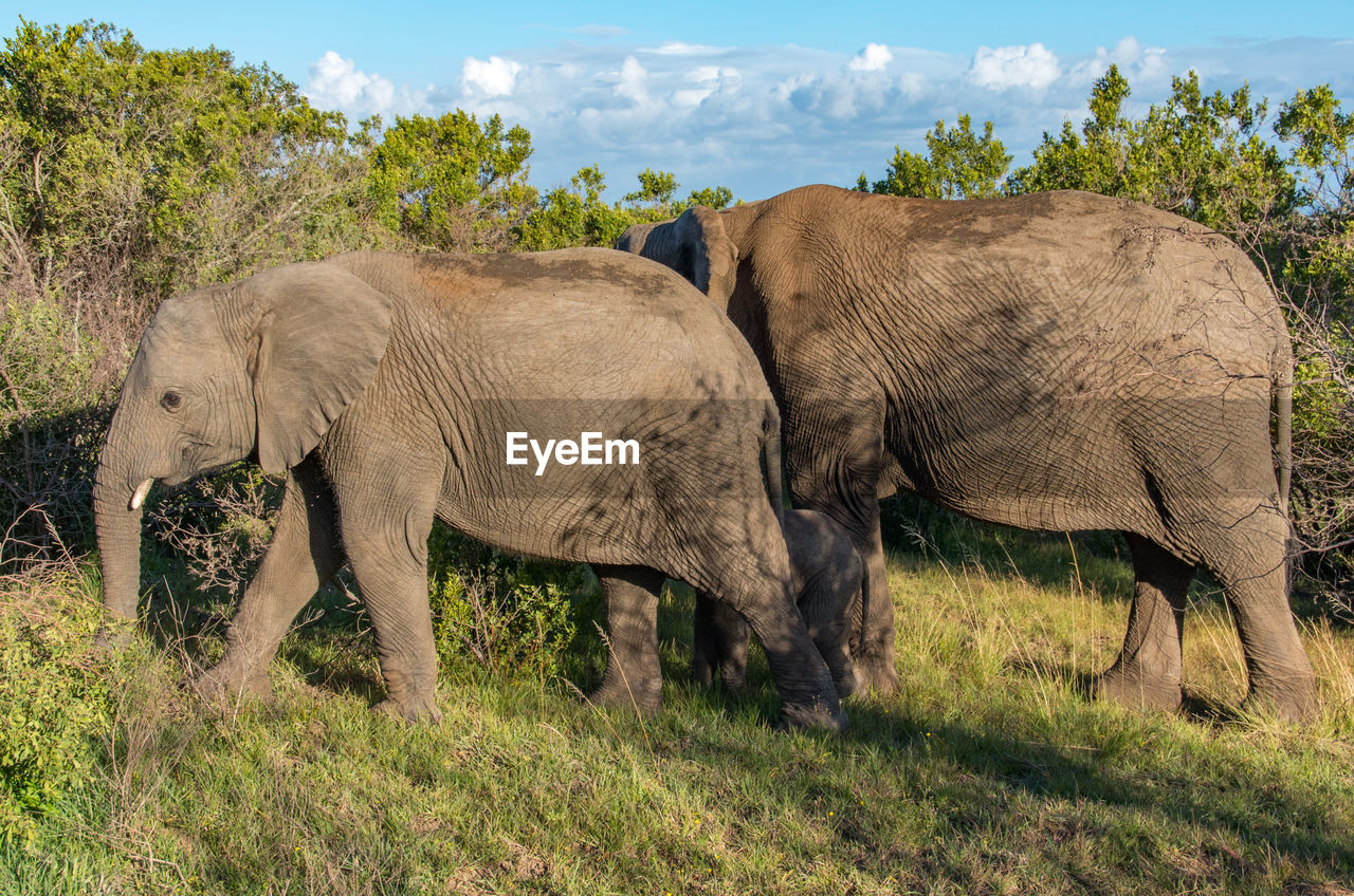 VIEW OF ELEPHANT ON LAND