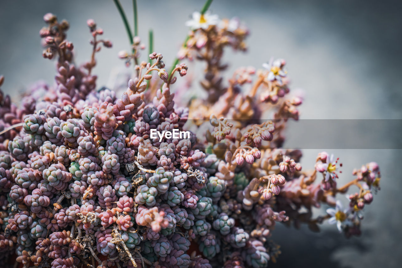 Close-up of purple flowering plant