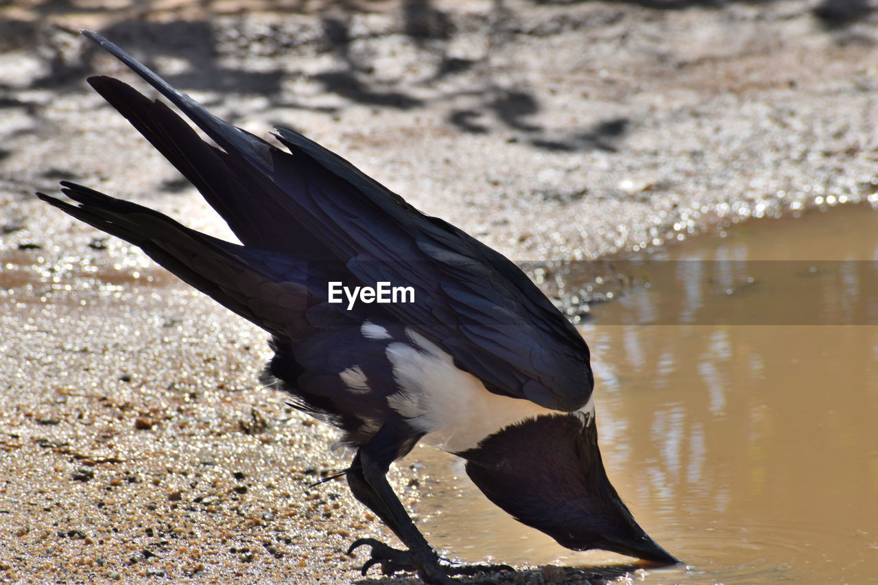 animal, animal themes, bird, animal wildlife, wildlife, one animal, wing, nature, water, beak, no people, black, full length, day, crow-like bird, outdoors, animal body part, beach