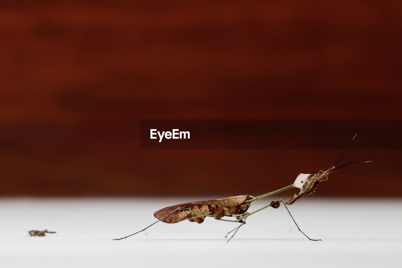 Brown leaf insect on a wall