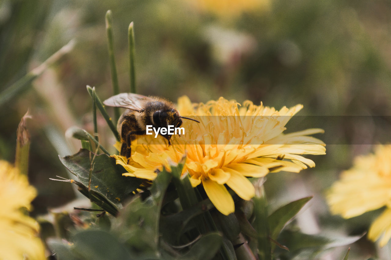 CLOSE-UP OF BEE POLLINATING ON YELLOW FLOWERS