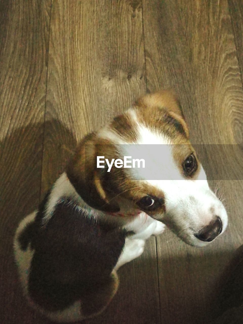 CLOSE-UP PORTRAIT OF DOG ON FLOOR