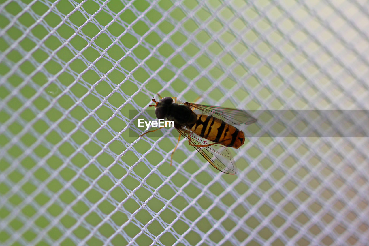 Close-up of fly on wall