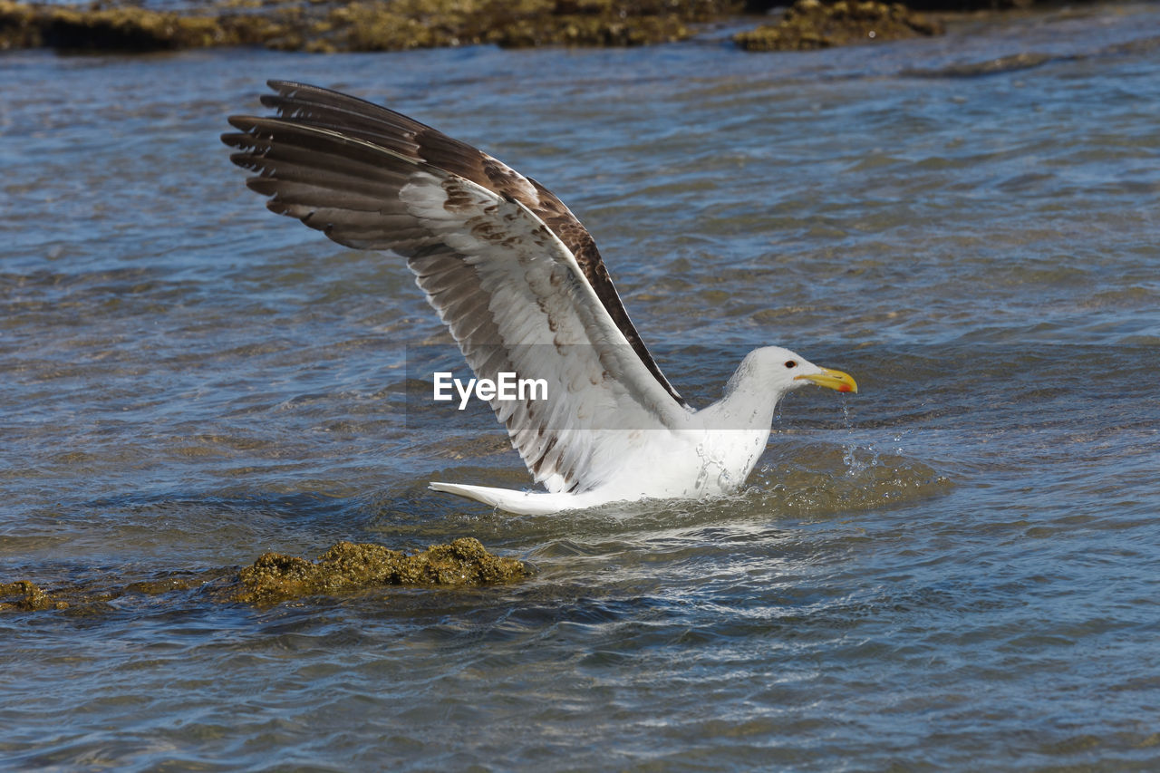 Kelp gull in seawater with wings spread open