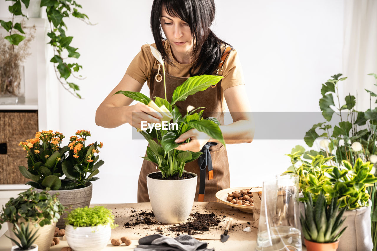 Female gardener wiping plant leaves working at workshop