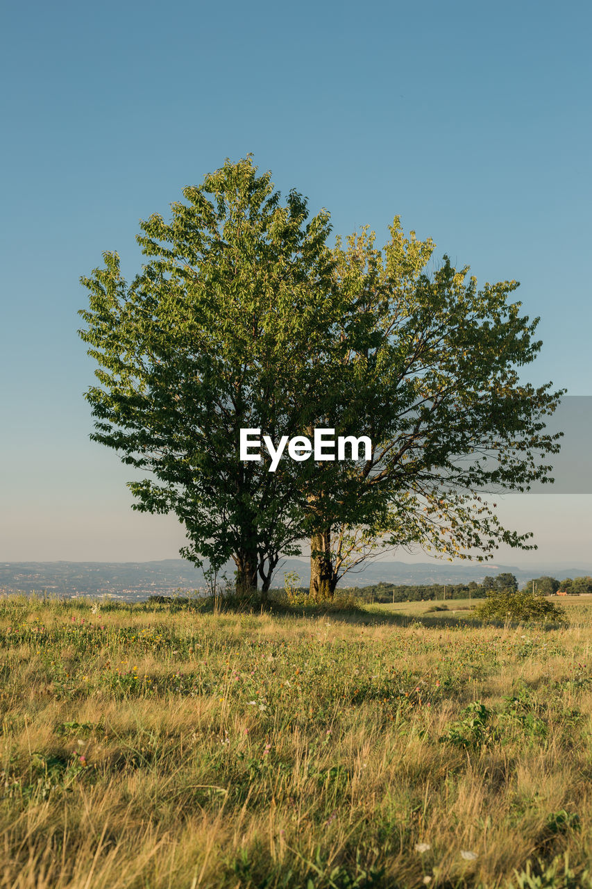 Tree on field against clear sky