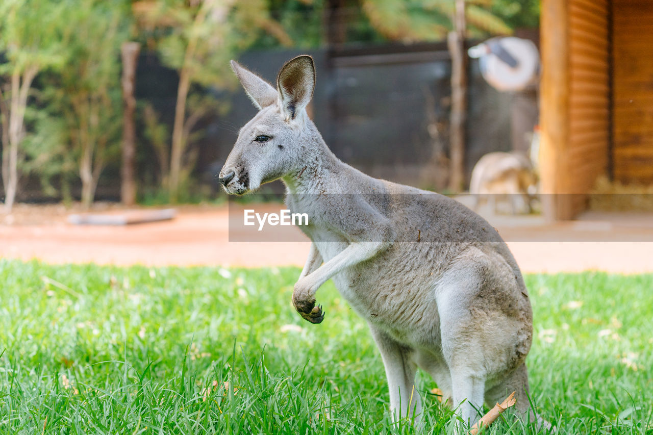 Kangaroo on field