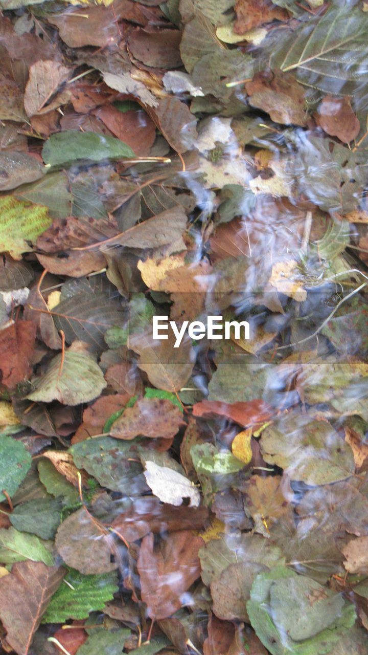 Full frame shot of dry autumn leaves in water